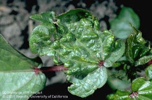 Western Flower Thrips