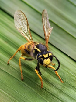 German Yellowjacket