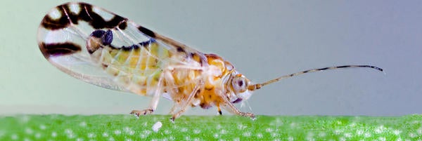 UCR-Mike Lewis-CISR-Asian Citrus Psyllid 05