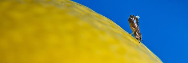 UCR-Mike Lewis-CISR-Asian Citrus Psyllid