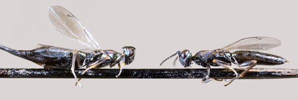 UCR-Mike Lewis-CISR-Calosta Elongate Male and Female