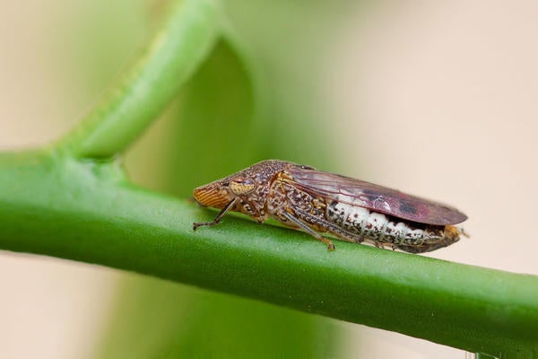 UCR- Mike Lewis-CISR- Insect resting on leaf