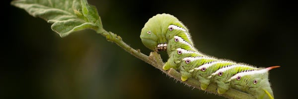 (c)ucr_mike_lewis_green_caterpillar_624px_0.jpg