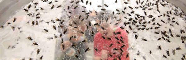 UCR- Stan Lim- Insect Fair