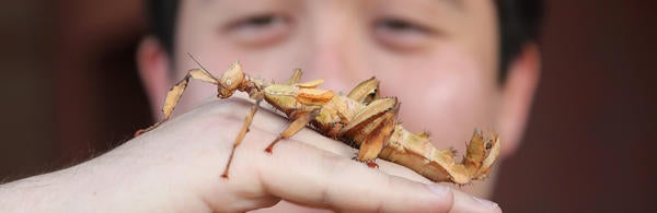 Stan Lims- Australian Spiney Leaf