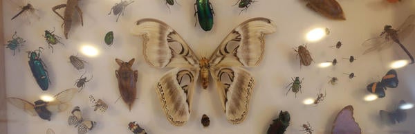 Stan Lims - Insect Display