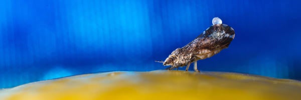 UCR-Mike Lewis- Original Blue