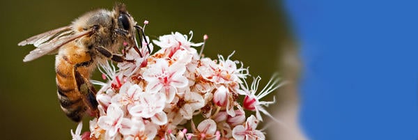 UCR-Mike Lewis- Honey Bee