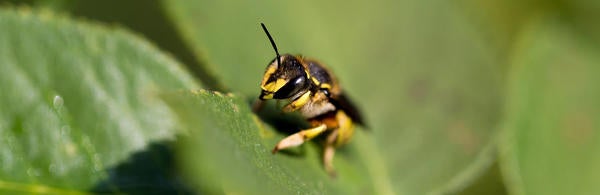 Unsplash Bee on Leaf