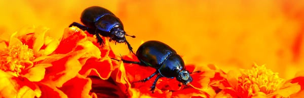 Unsplash- Beetles on Flowers