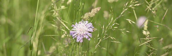 Unsplash Grass with Purple Flower