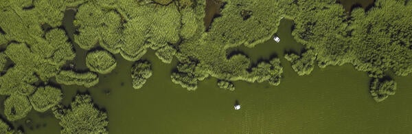 Unsplash- Green Alae