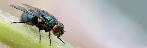Unsplash House Fly