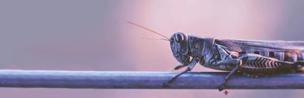 Unsplash Grasshopper  