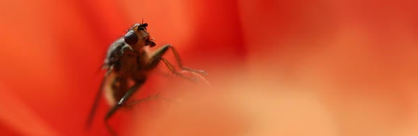 Unsplash Insect with Red background