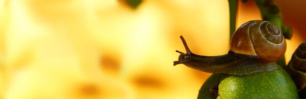 Unsplash- Snail on Citrus