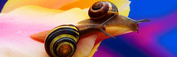 Unsplash- Snails On Flower