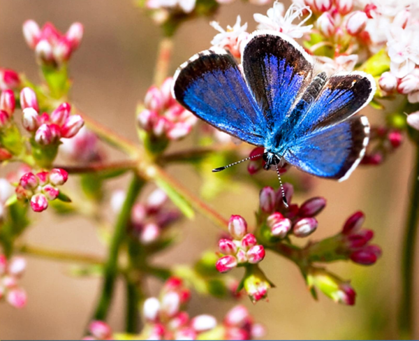 Unsplash- Butterfly