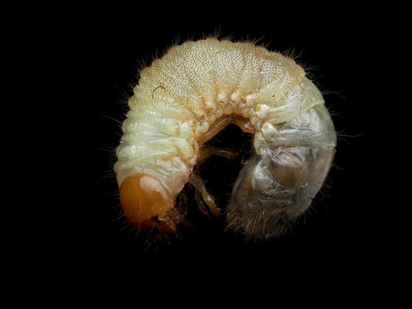 Japanese Beetle Larva