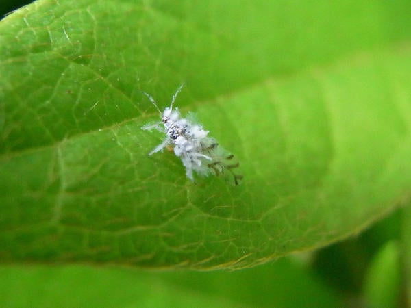 Asian Wooly Hackberry Aphid