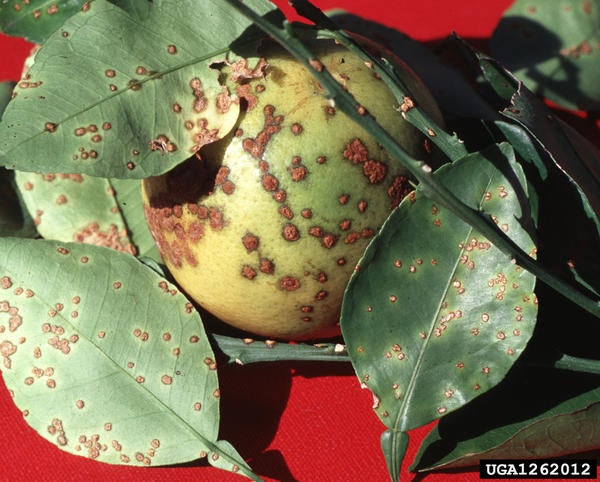 Asiatic Citrus Canker