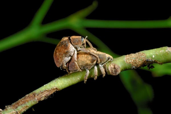 Australian Gum Tree Weevil