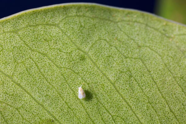Ficus Whitefly