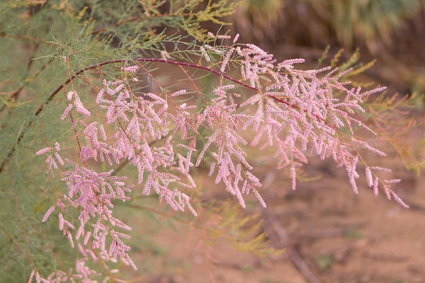Saltcedar