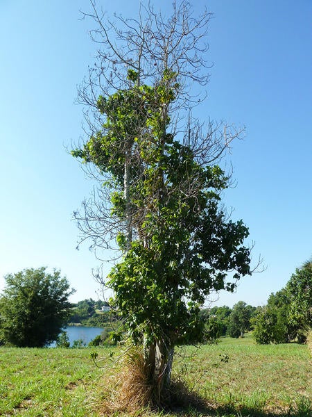 Redbay Ambrosia Beetle and Laurel Wilt