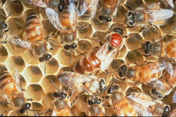 Africanized Honey Bee