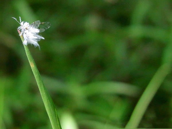 Asian Wooly Hackberry Aphid