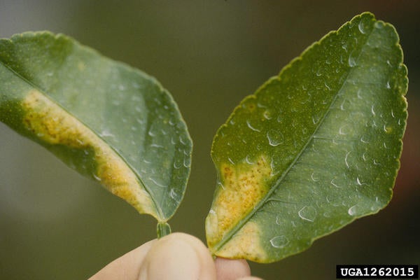 Asiatic Citrus Canker