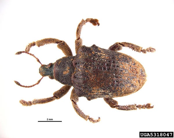 Australian Gum Tree Weevil