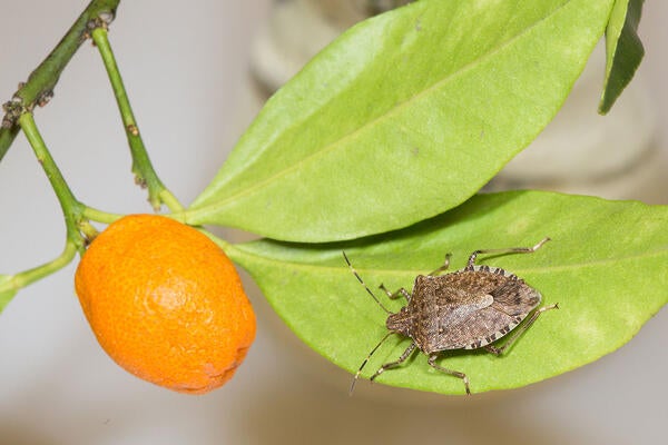 brown marmorated stink bug