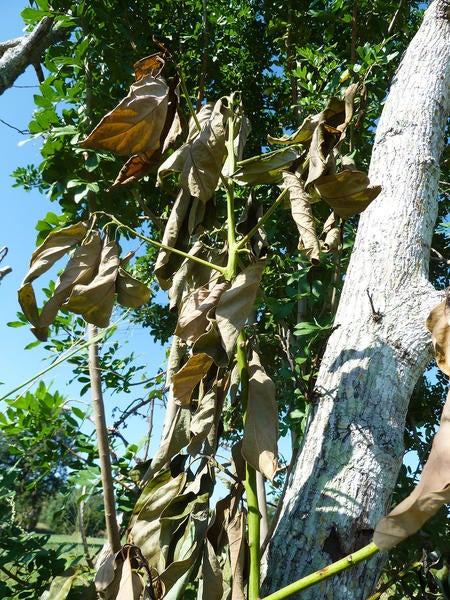 Redbay Ambrosia Beetle and Laurel Wilt