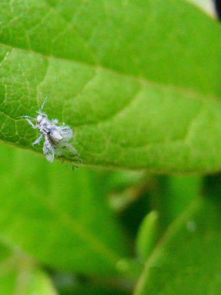 Asian Wooly Hackberry Aphid
