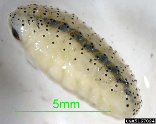 Australian Gum Tree Weevil