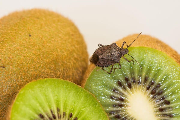 brown marmorated stink bug