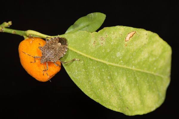 brown marmorated stink bug