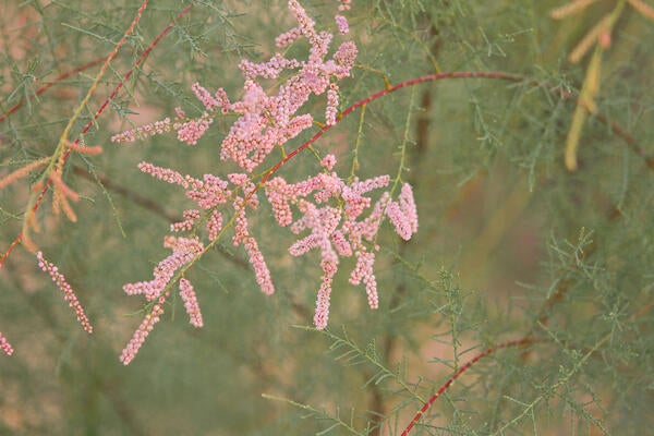Saltcedar