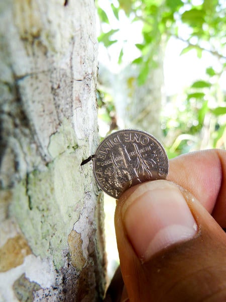 Redbay Ambrosia Beetle and Laurel Wilt