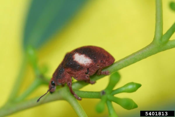 Australian Gum Tree Weevil