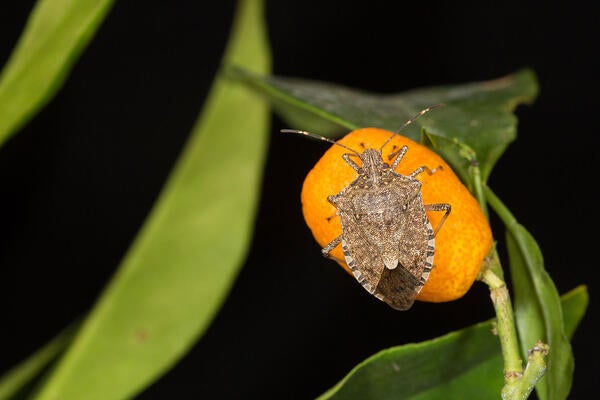 brown marmorated stink bug