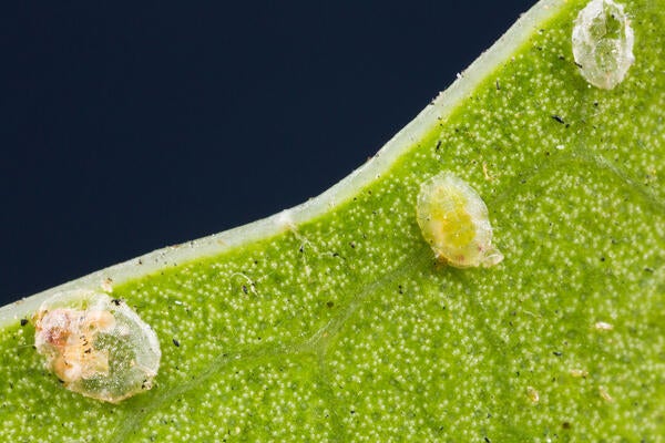 Ficus Whitefly