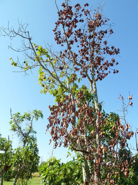 Redbay Ambrosia Beetle and Laurel Wilt