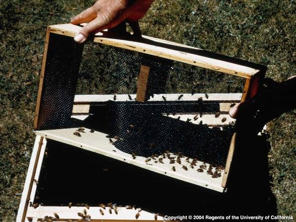 Africanized Honey Bee