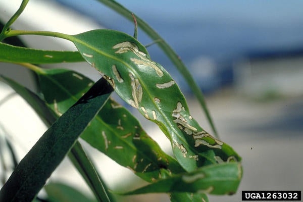 Australian Gum Tree Weevil
