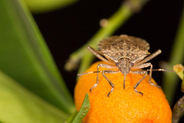brown marmorated stink bug