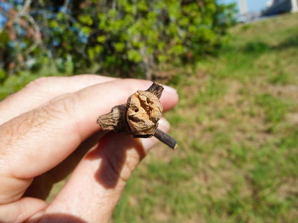Redbay Ambrosia Beetle and Laurel Wilt