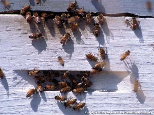 Africanized Honey Bee